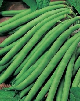 Research Manvi Cluster Beans Seeds, for Seedlings, Specialities : Good Quality