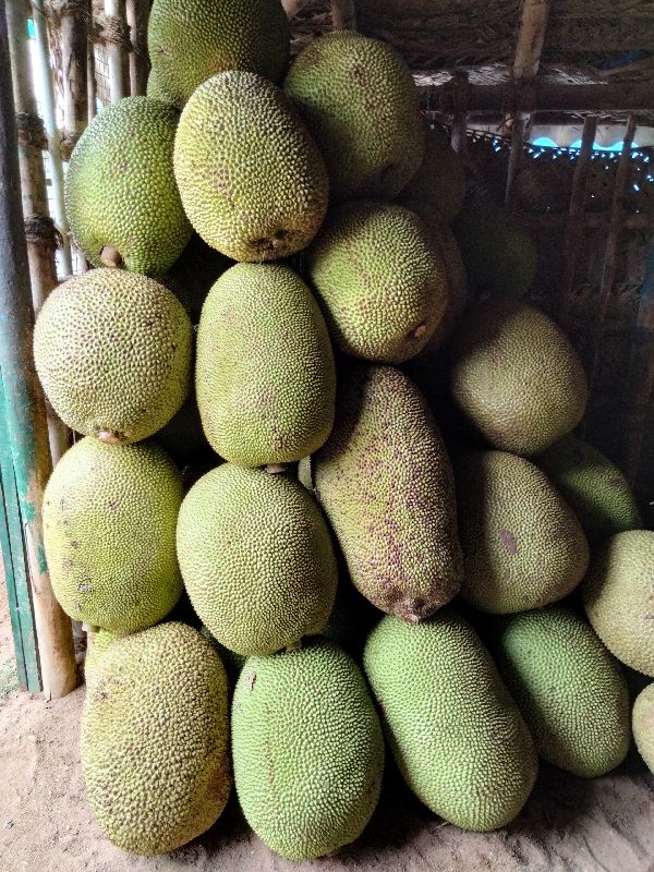 Fresh Green jackfruit, for Human Consumption, Cooking, Home, Hotels, Packaging Size : 5kg, 10kg