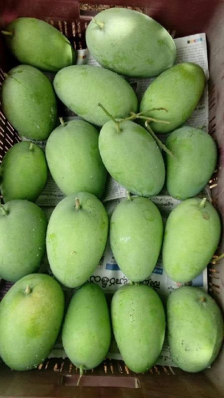Common mango fruit, for Cooking, Food Medicine, Human Consumption, Packaging Type : Plastic Box, Paper Box