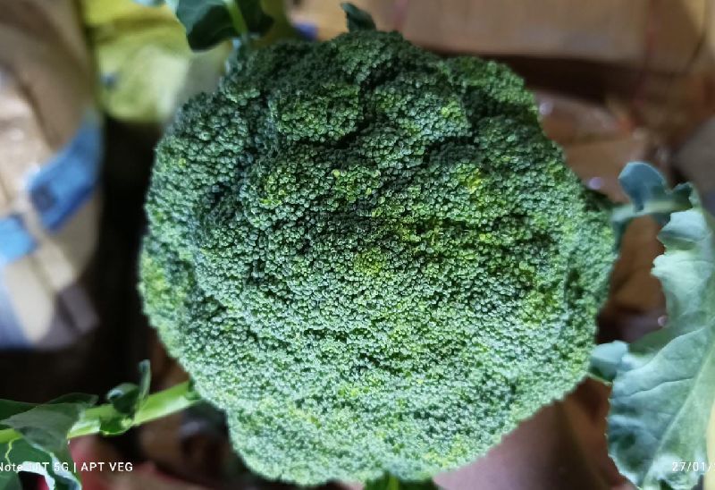 Fresh Broccoli, Color : Green