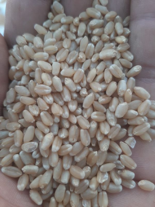 Wheat, Packaging Type : Gunny Bag