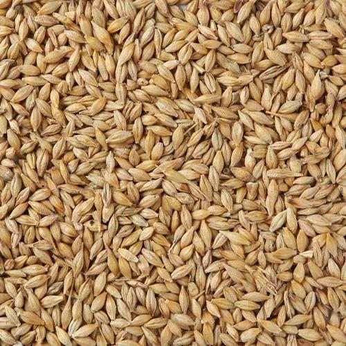 barley seeds