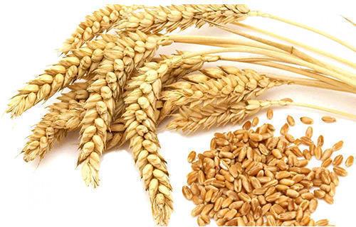 Natural Wheat Seeds, Purity : 99.9%