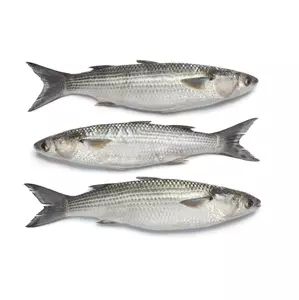 Fresh Mullet Fish, for Household, Mess, Restaurants, Packaging Type : Thermocole Box