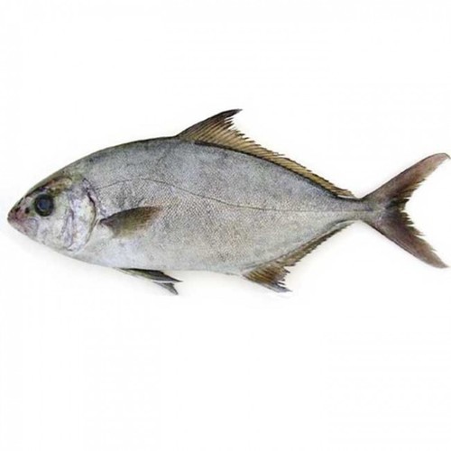 Fresh Seer Fish, for Household, Mess, Certification : FDA Certified