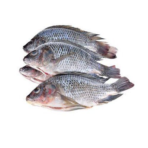 fresh tilapia fish