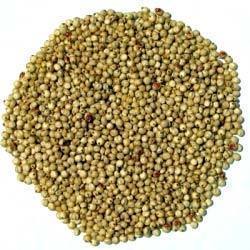 Organic jowar seeds, Feature : Easy To Digest, High In Protein