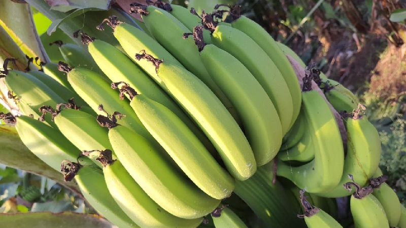 fresh green banana