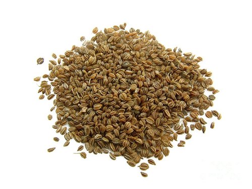 Jupiter Celery Seeds, Packaging Type : Plastic Pouch, Plastic Packet, Plastic Box, Paper Box