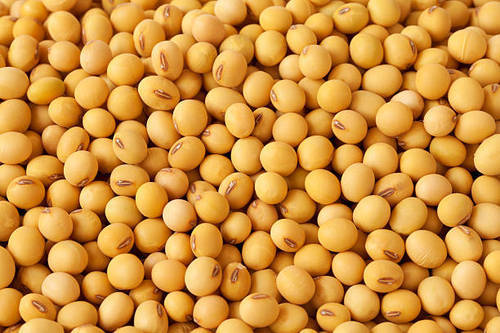 Common Soybean, for Cooking, Oil Extraction, Feature : Non Harmful