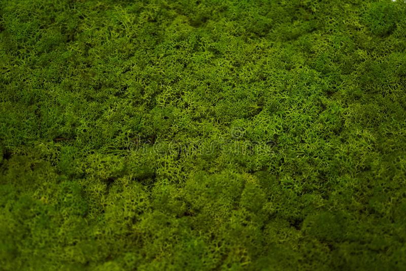 Moss Grass, Color : Green