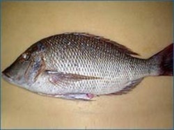 Fresh Emperor Fish, for Human Comsupbtion, Certification : FDA Certified