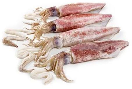 Fresh Squid Fish