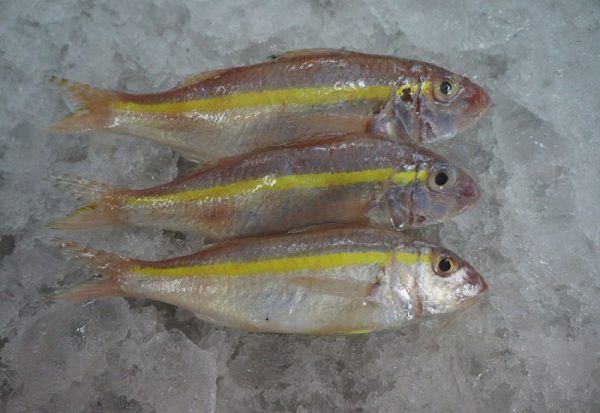 Semi-Soft Frozen Goat Fish, Certification : FSSAI Certified, FSSAI Certified