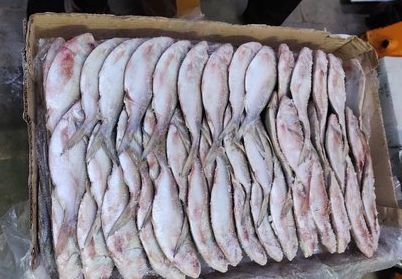 Frozen Khera Palli Fish, for Human Consumption, Making Medicine, Feature : Non Harmful, Protein