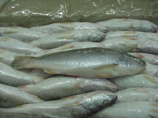 Frozen Silver Croaker Fish, for Human Consumption, Making Medicine, Packaging Type : Plastic Crates