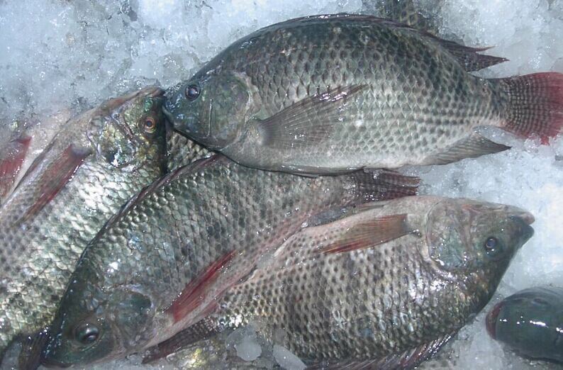 Frozen Tilapia Fish, for Human Consumption, Making Medicine, Feature : Good Protein