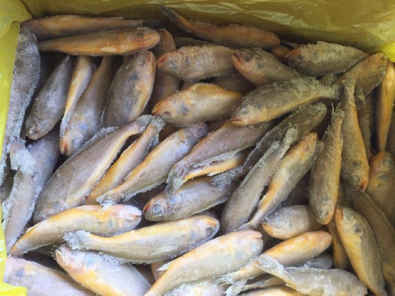 Frozen Yellow Croaker Fish, for Human Consumption, Making Medicine, Feature : Non Harmful, Protein