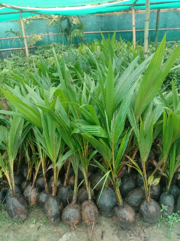 Coconut plants
