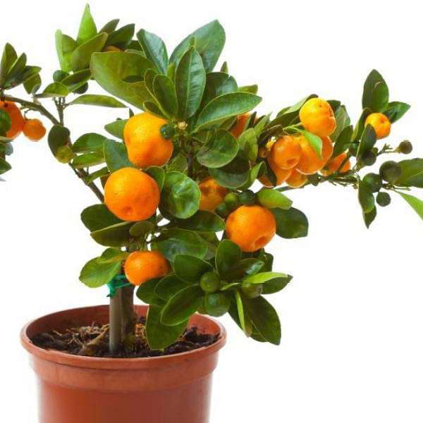 Orange plant