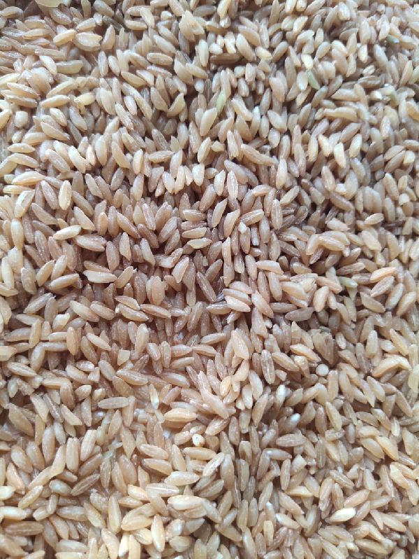 Emmer Wheat Seeds, Packaging Type : Jute Bags, Plastic Packets, PP Bags