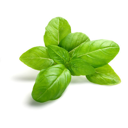 Organic Basil Leaves, for Culinary, Medicinal, Style : Preserved