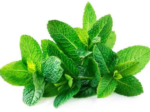 Organic Fresh Mint Leaves, for Cooking, Packaging Size : 25-30kg