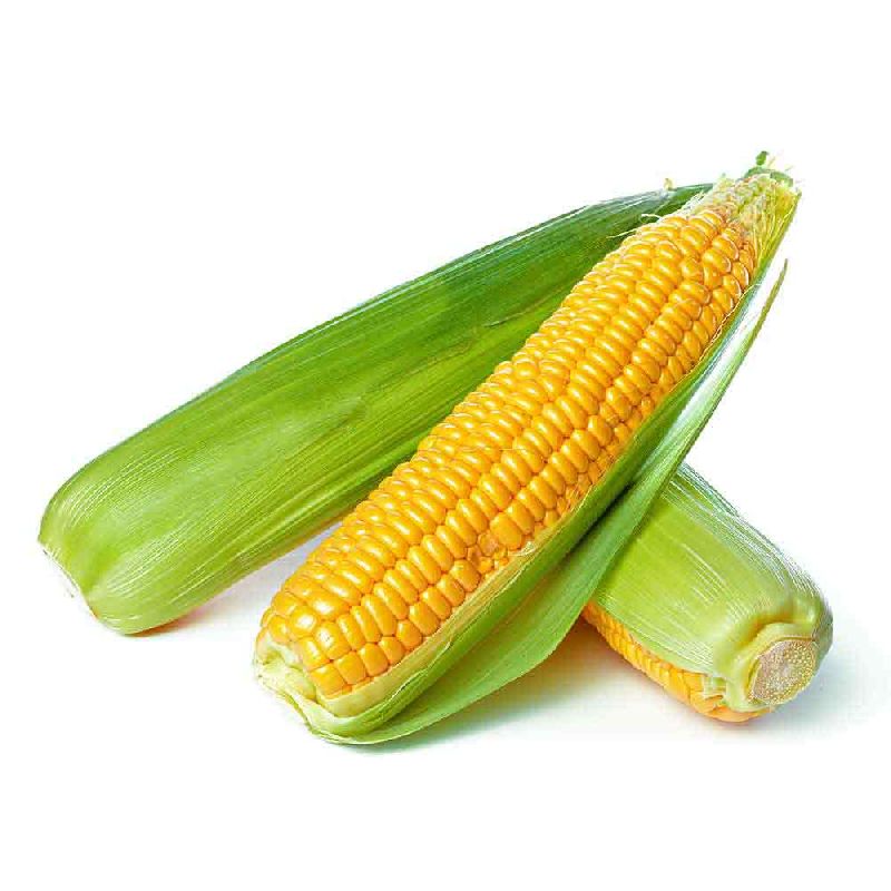Organic Sweet Corn, for Human Consumption, Color : Yellow