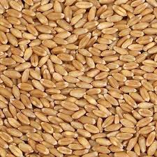 MP Lokwan Wheat Grain