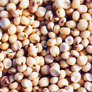 Organic Sorghum Seeds, Feature : Easy To Digest, High In Protein