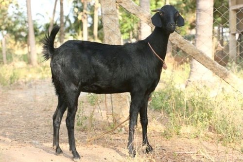 Osmanabadi Female Goats