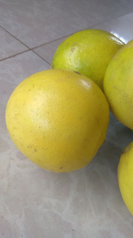 Fresh lemon direct from farms