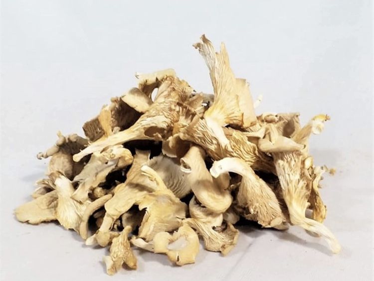dry oyster mushroom
