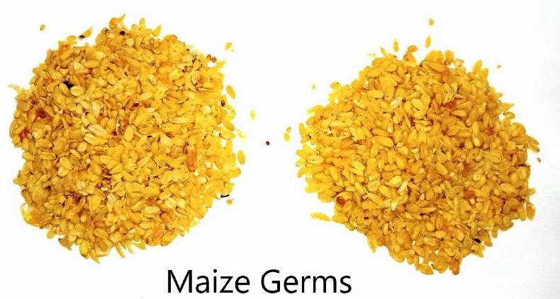 corn germs