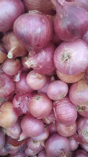 Fresh red onion onion