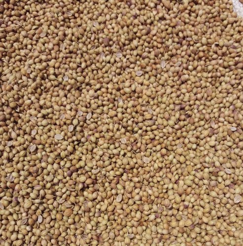 Pkf coriander seed, Packaging Type : Gunny Bag