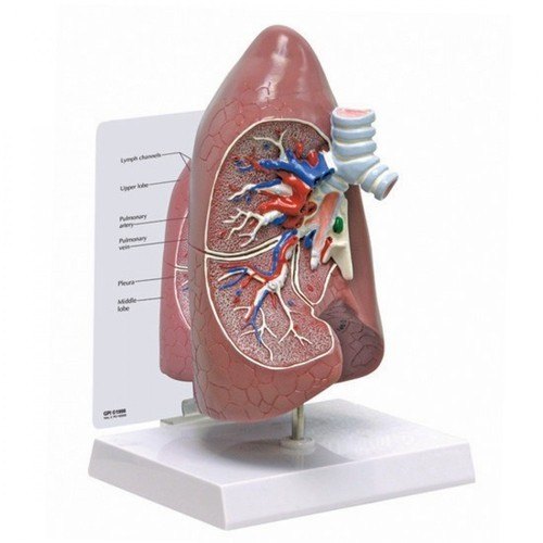 HUMAN LUNGS MODEL