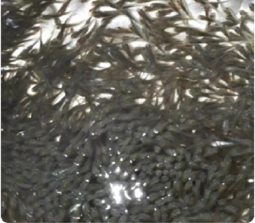 Black Carp Fish Seed, Feature : High In Protein, Longer Shelf Life