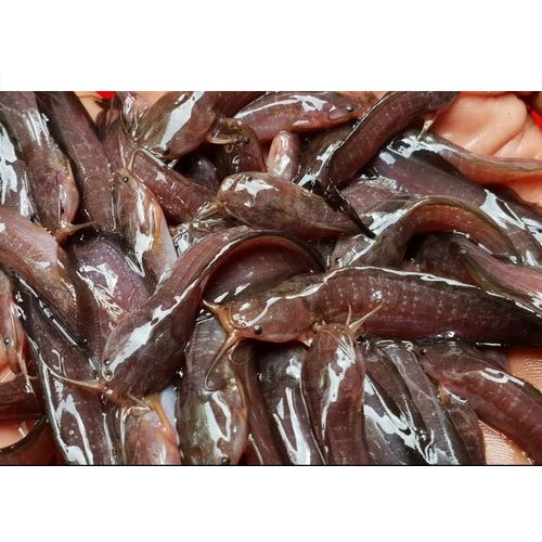 Desi Magur Fish Seed, Feature : High In Protein, Longer Shelf Life
