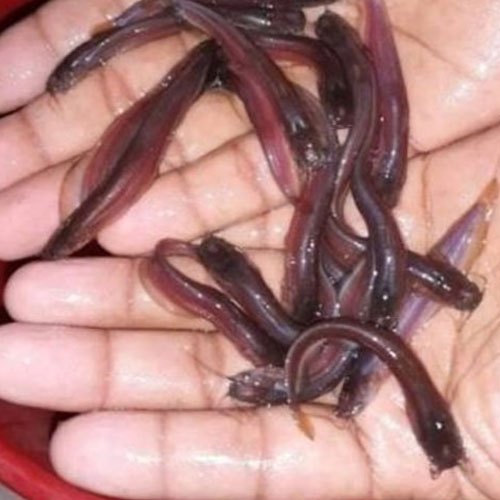 Desi Singhi Fish Seed, Feature : Longer Shelf Life