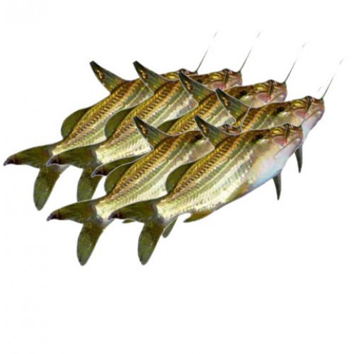 Gulsha Tangra Fish Seed, Feature : High In Protein, Longer Shelf Life