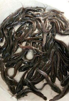 Hybrid Magur Fish Seed, Purity : 100%