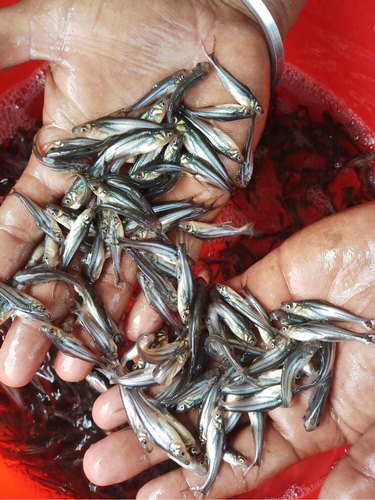 Pangas Fish Seed, Feature : High In Protein, Longer Shelf Life