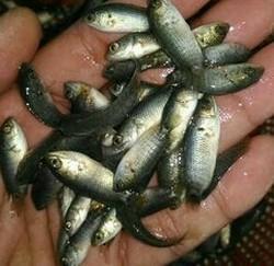 Vietnam Koi Fish Seed, Feature : High In Protein, Longer Shelf Life