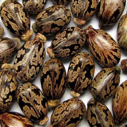 Castor Oil Seeds, Purity : 100%