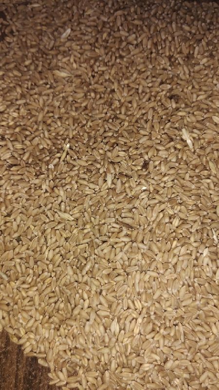 Wheat grain, Style : Preserved
