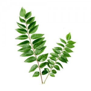 Natural Dried Curry Leaves, Packaging Type : Plastic Packet
