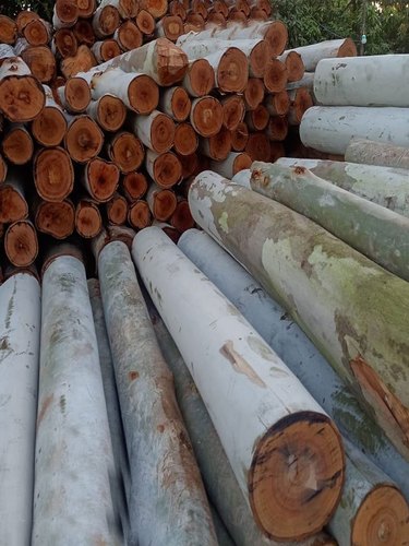 Eucalyptus Raw Wood, for Making Pallet, Length : 10 Feet