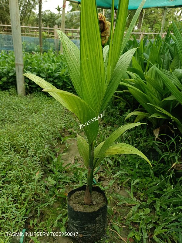 Betel nut plant