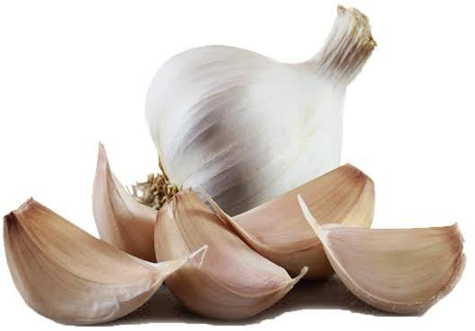 fresh garlic